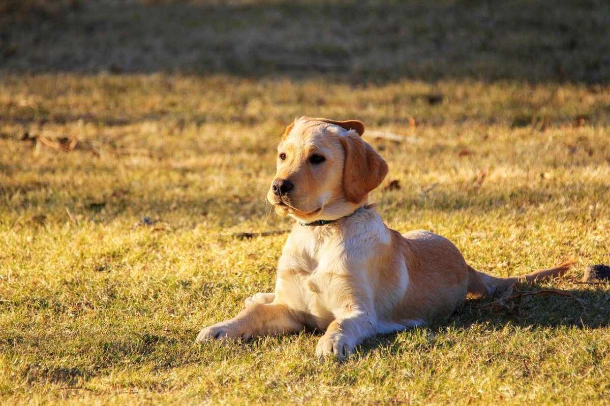 Schiedam - Possível Envenenamento De Cães Em Parque Da Cidade